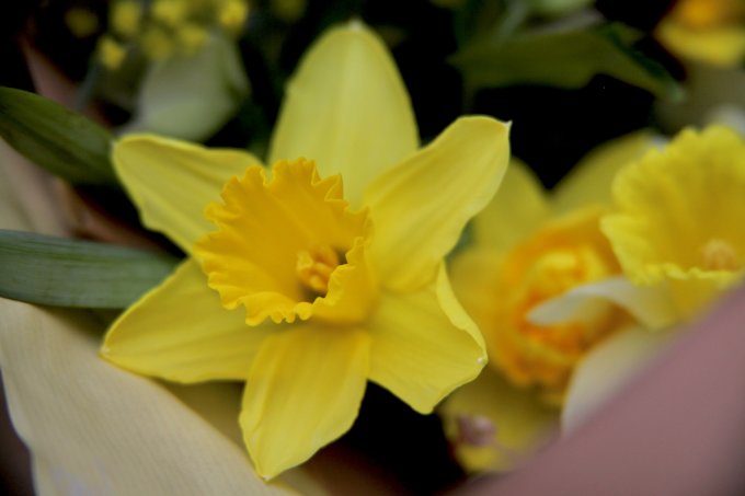 Conter fleurette photo 16